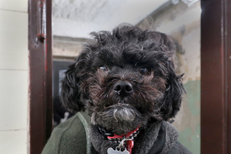 text: Ein Hund im Ausstellungsraum
decorative: false
source: manual