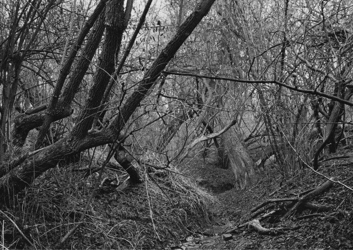 Black and white photography with trees