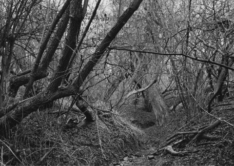 Black-and-white photography with trees